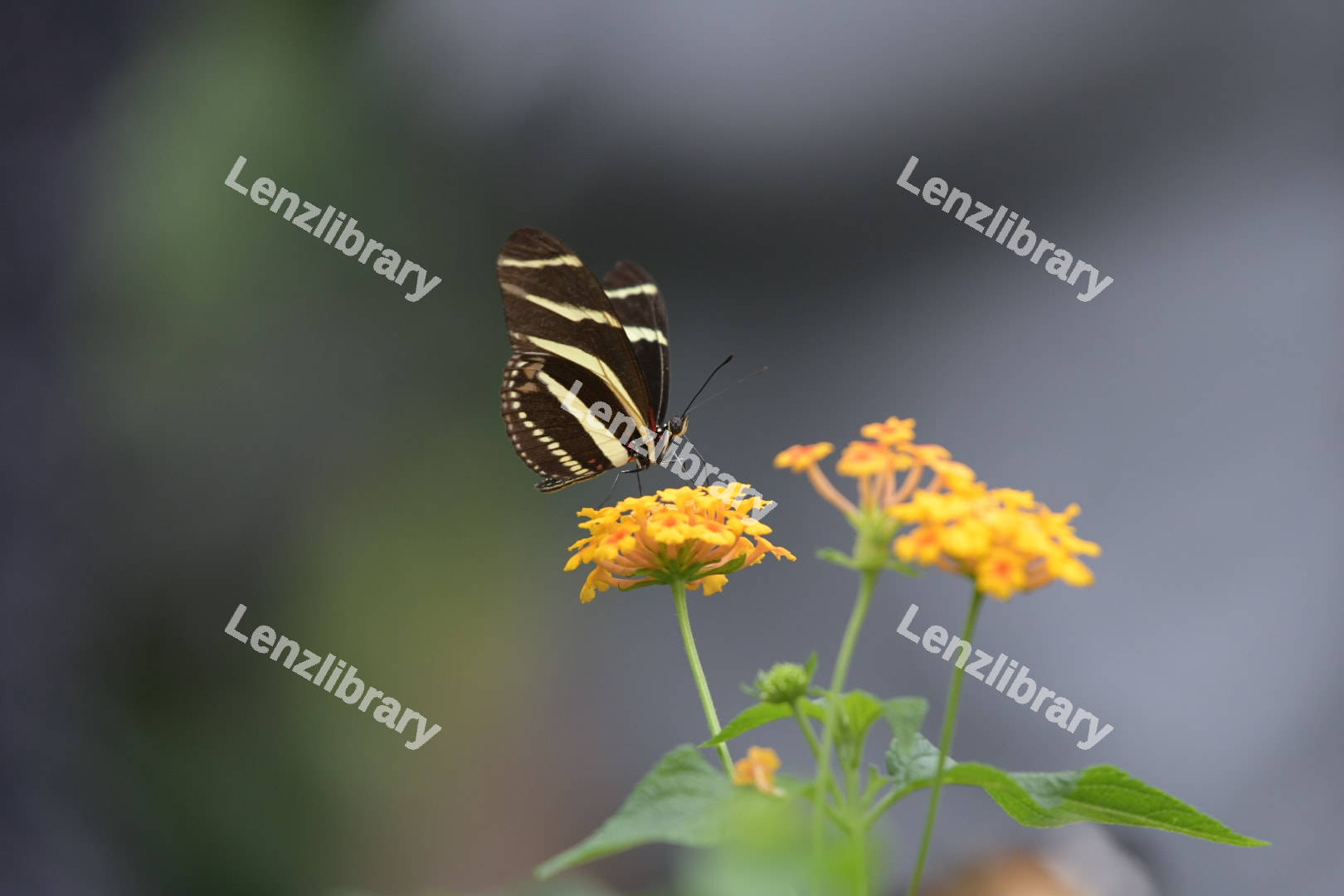 Zebra Longwing Butterfly